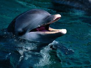 bottlenosedolphin1.jpg