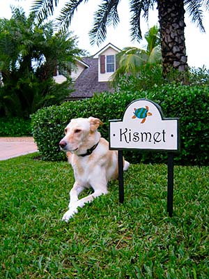 sea-turtle-kismet.jpg